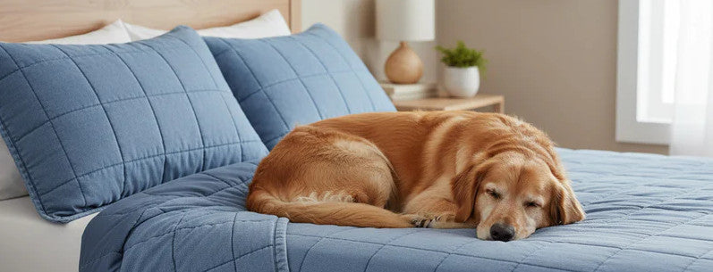 Rustic Dog Friendly Bedding: Our Top Picks