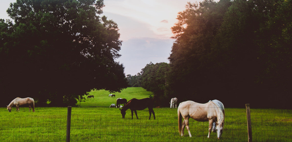 Escaping the Rat Race with Equestrian Style